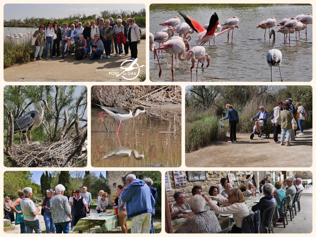 Sortie Parc Ornithologique du pont de Gau